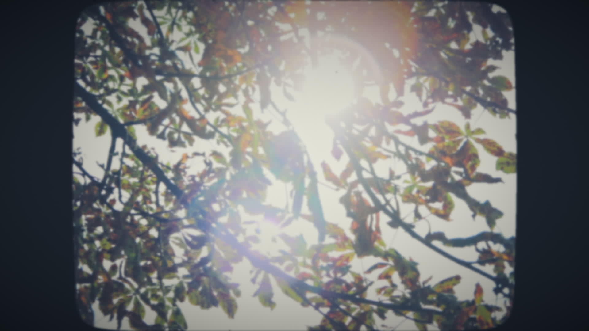 太阳照在树叶上视频的预览图
