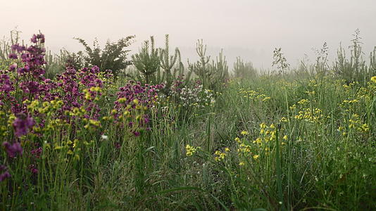 夏天的草原在晨雾中盛开视频的预览图
