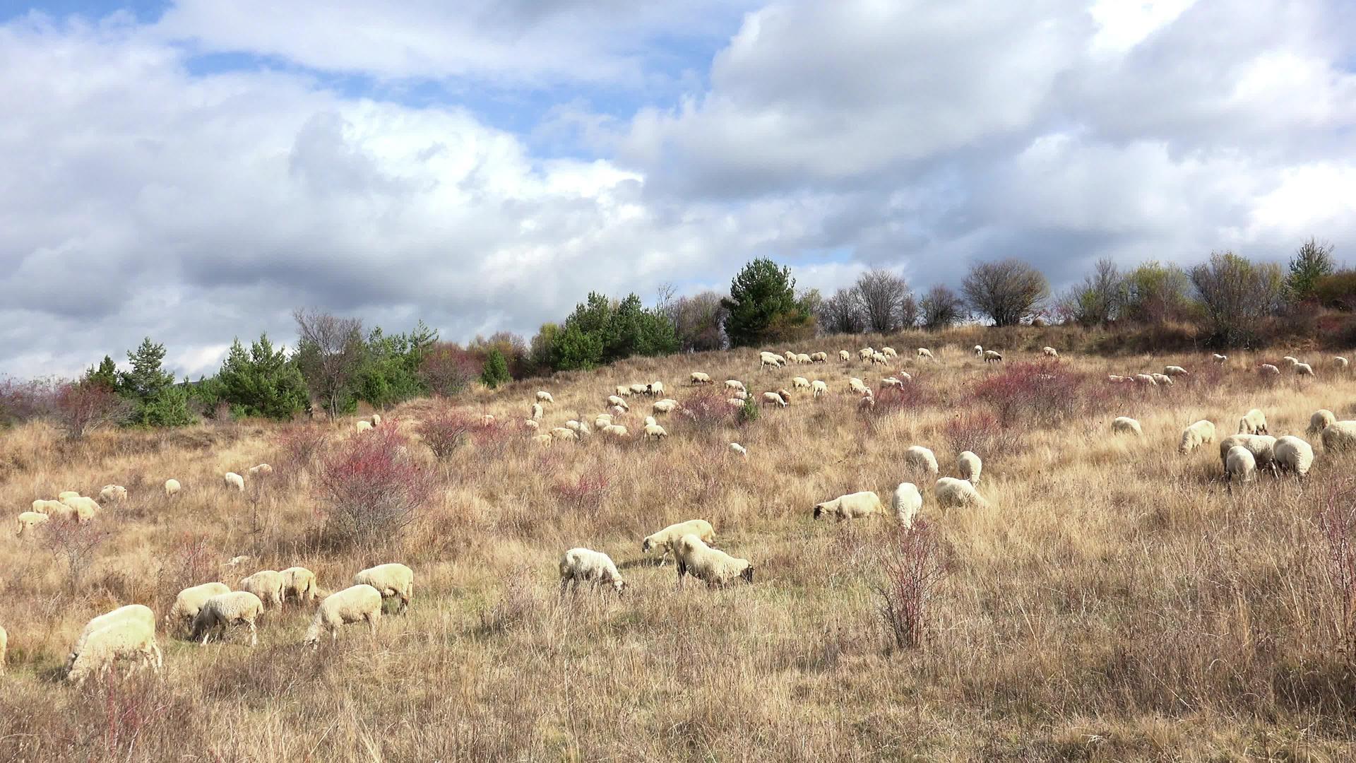 绵羊在山地草原上放牧视频的预览图