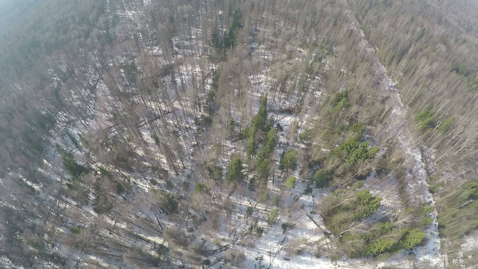 冬季空中观光带鱼圈和锥茎混合森林视频的预览图