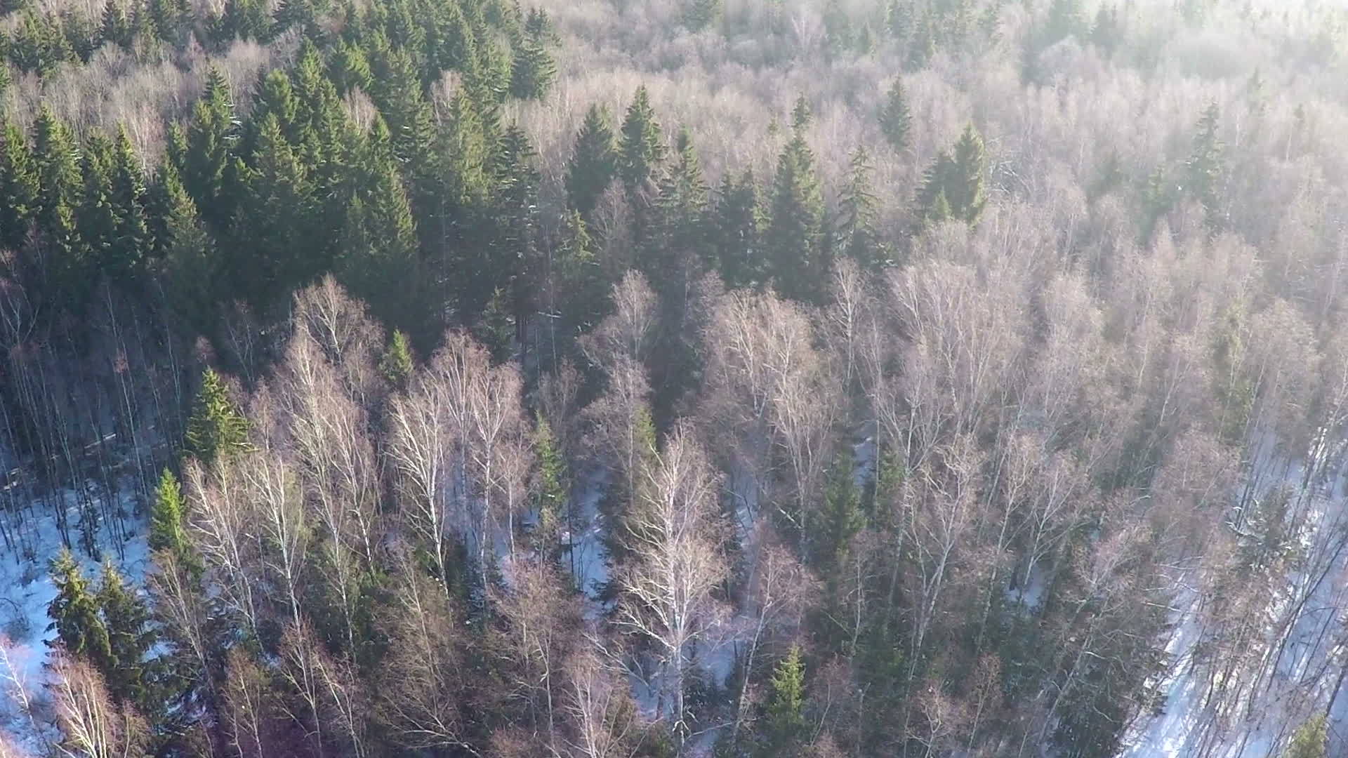 冬季混合林、空气中的树木和鱼圈视频的预览图