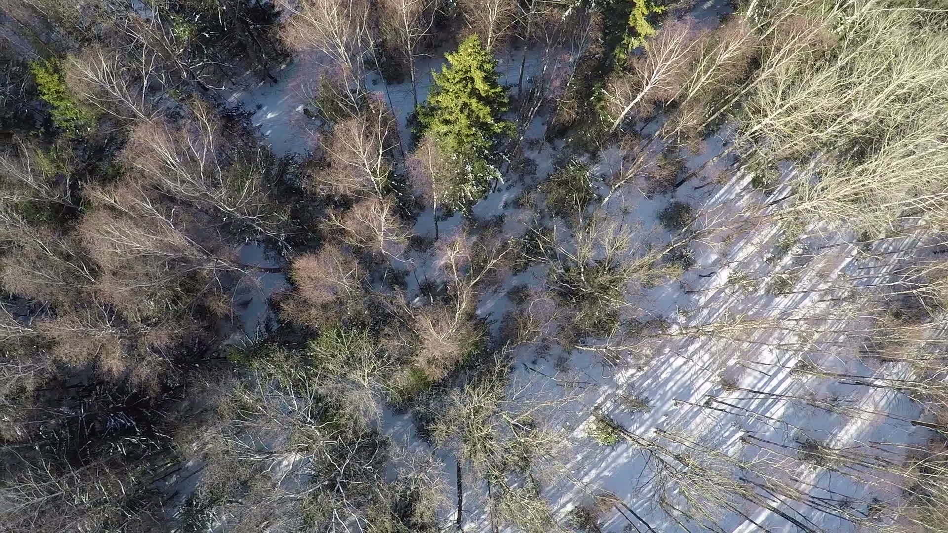 树木和树木生长在冬季的混合林中视频的预览图