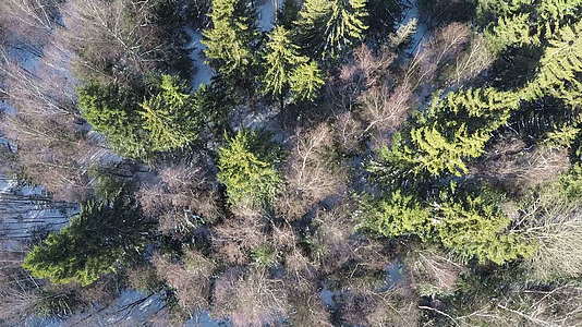 采样和露珠在冬季混合森林空气中观察视频的预览图