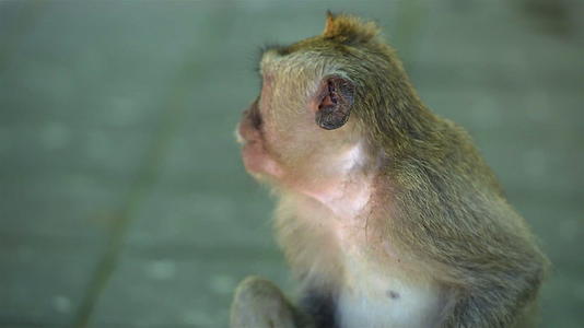 猴子森林乌布德巴利印尼视频的预览图