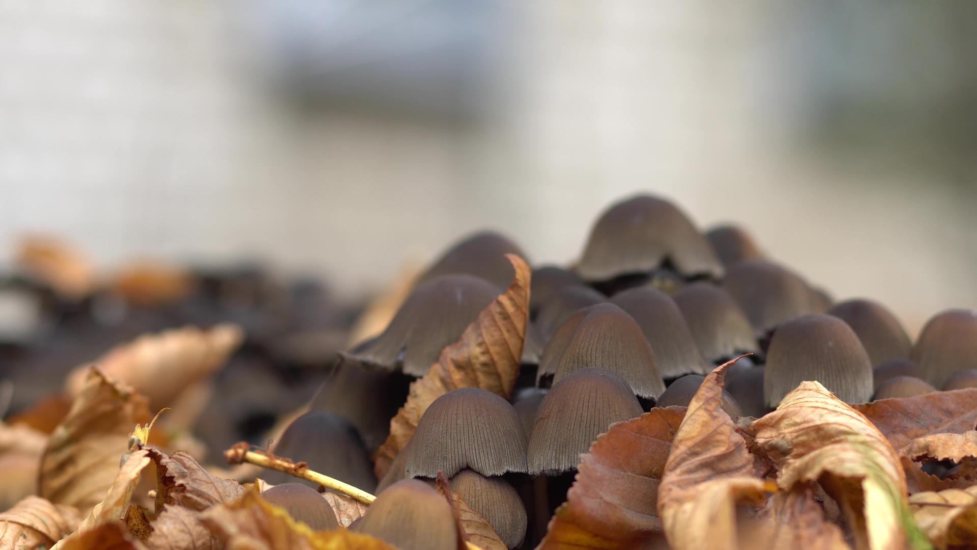 有毒蘑菇生长在秋天的叶子里视频的预览图