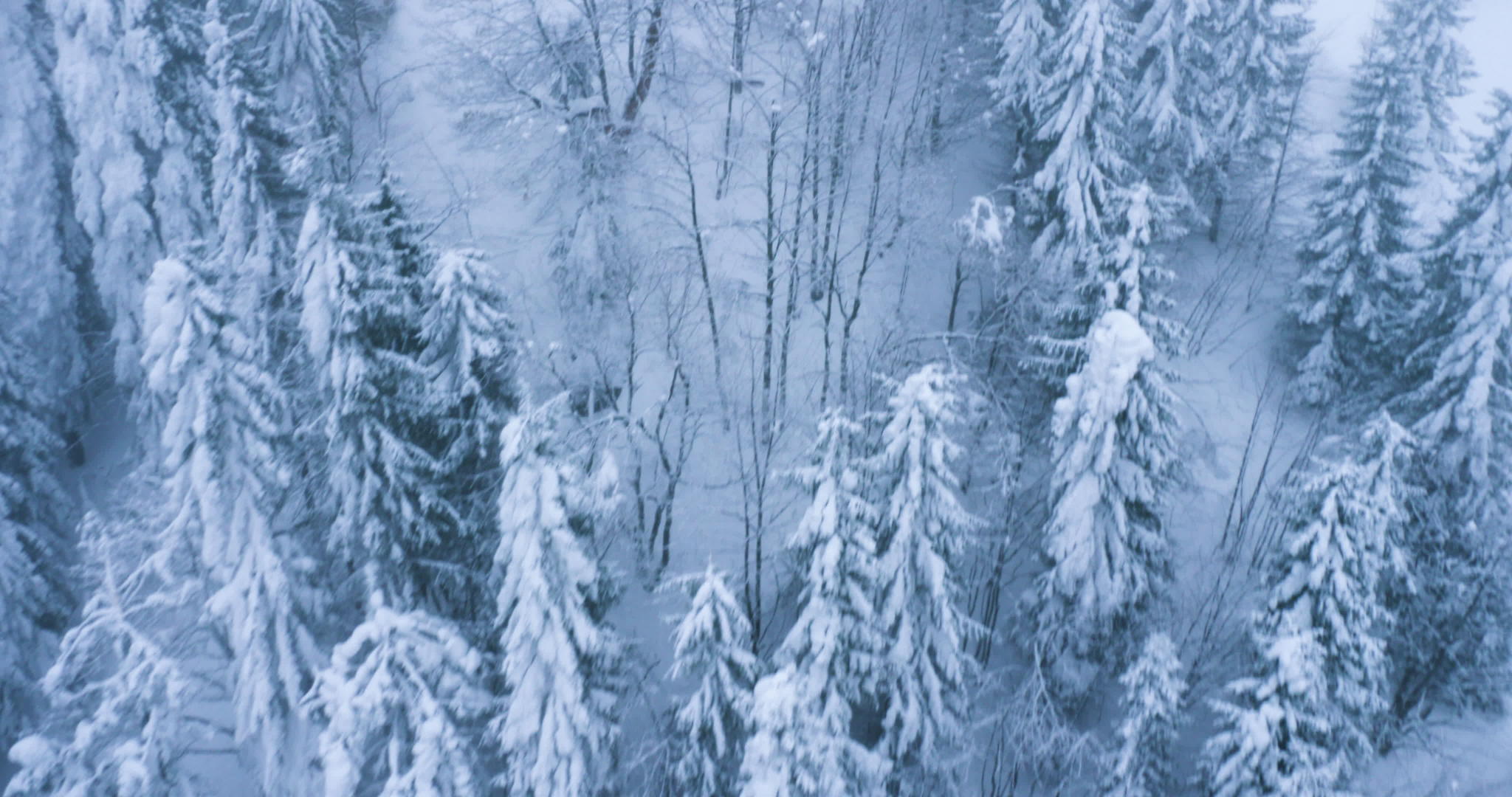 满满雪雨的fir树视频的预览图