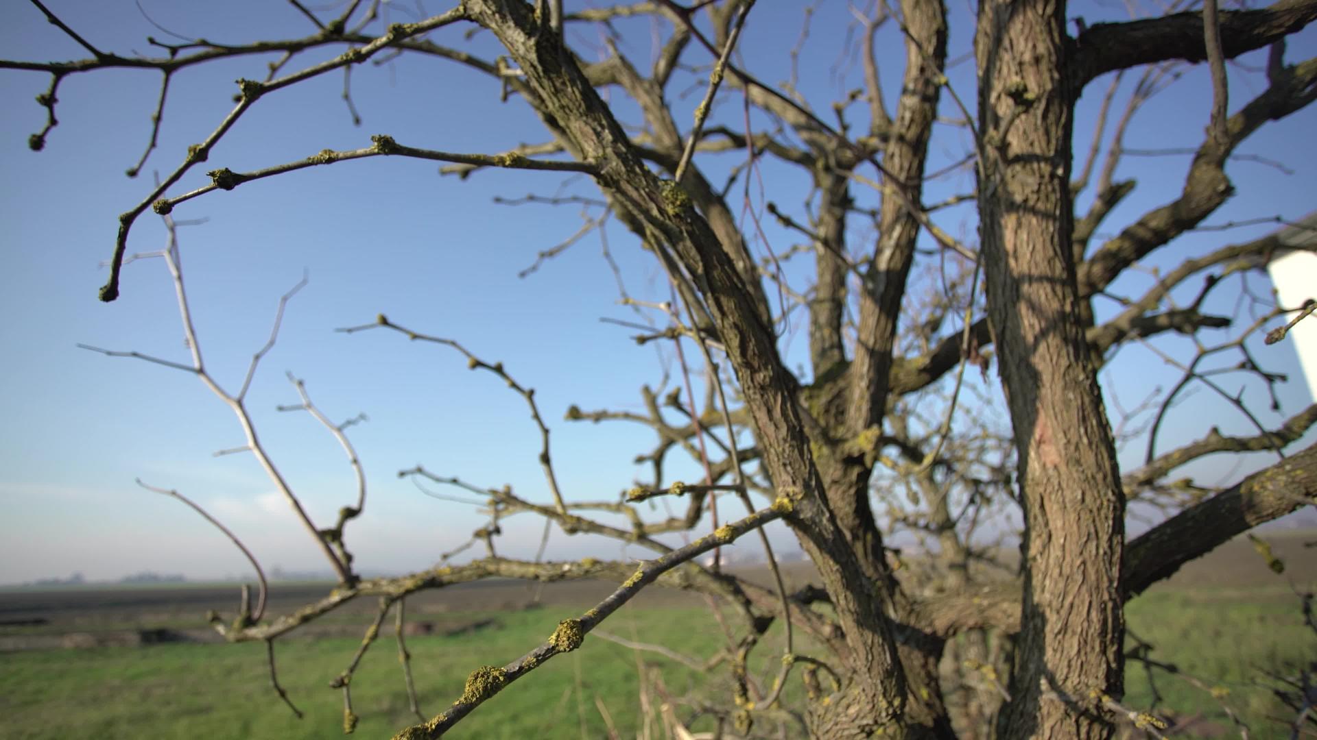 两个农村树枝2视频的预览图