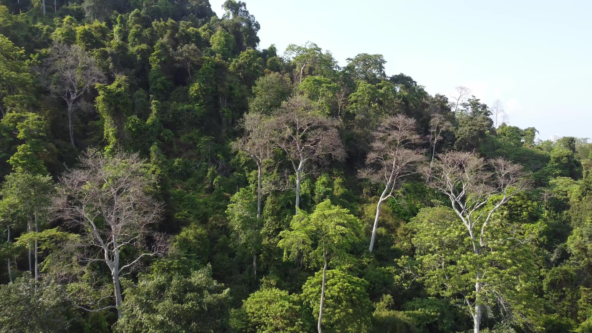 无人驾驶飞机飞向绿林中的光树视频的预览图