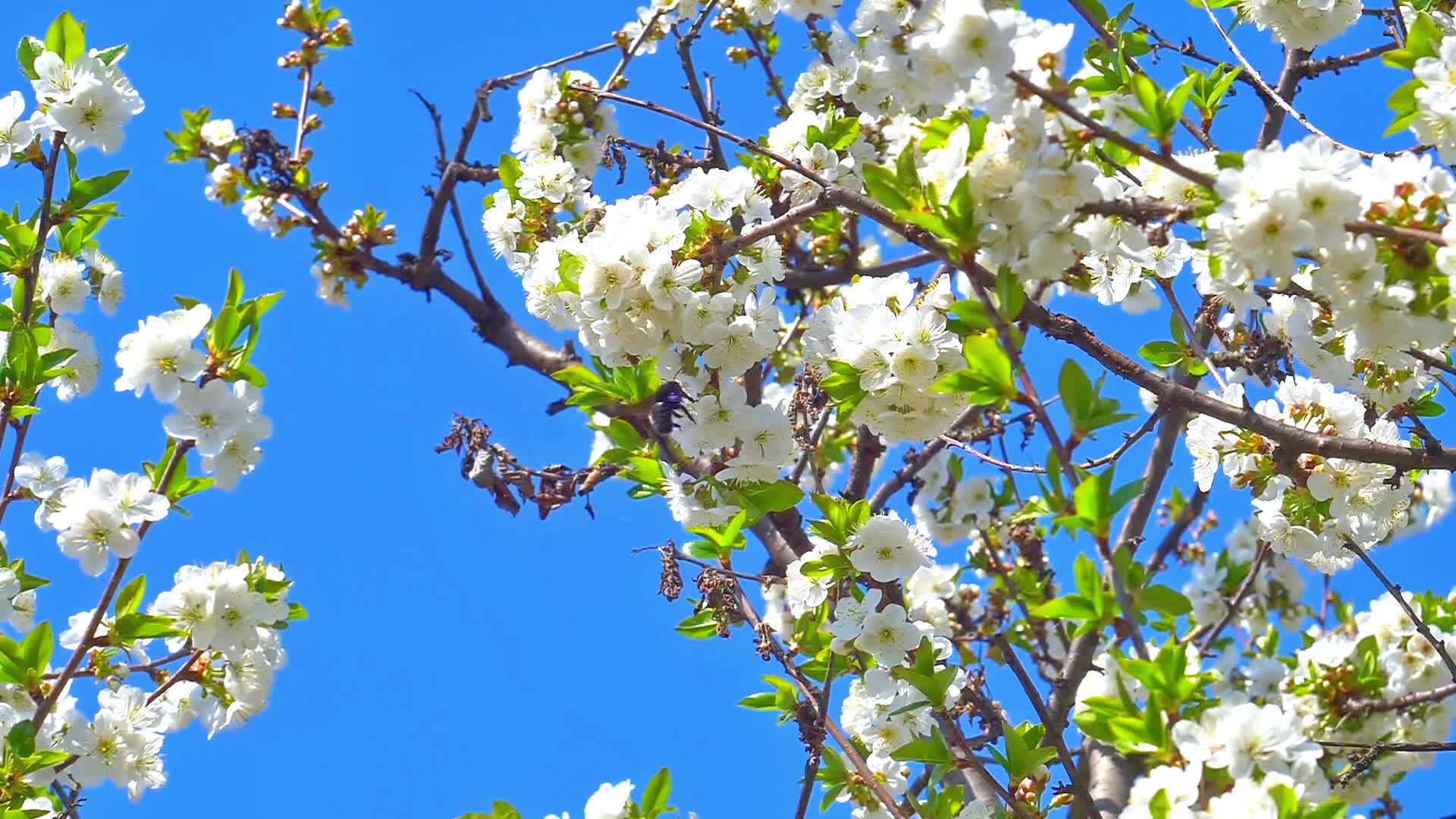 树上的春花慢慢移动视频的预览图