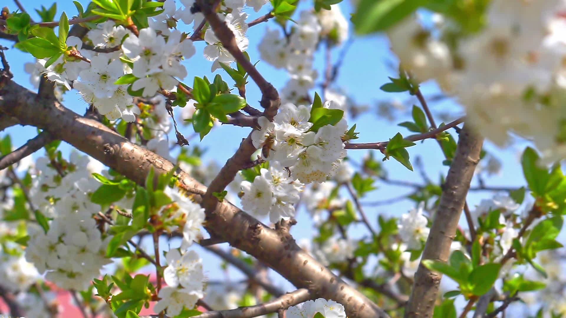 树上的春花慢慢移动视频的预览图
