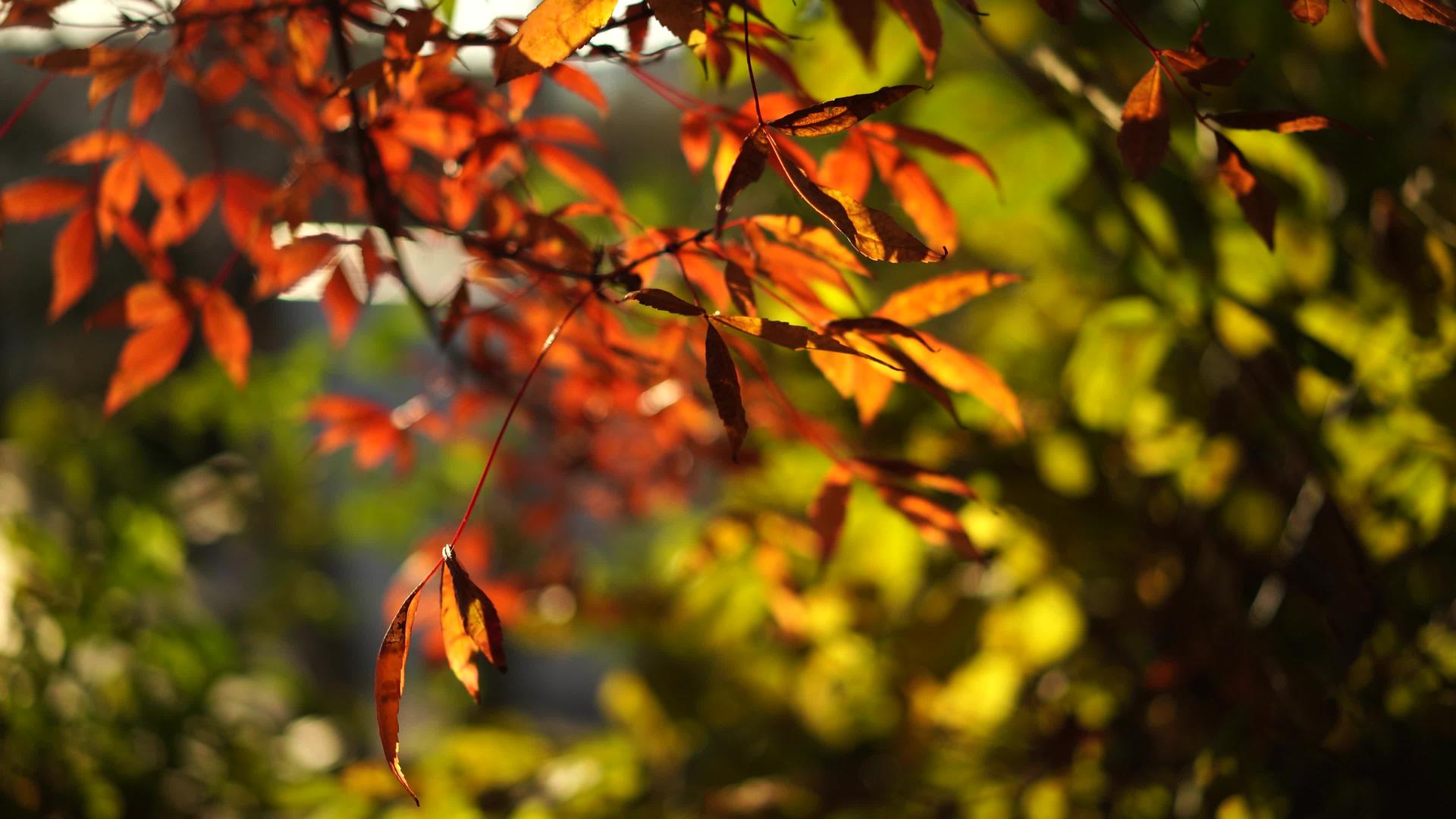 自然的秋天背景有红叶视频的预览图