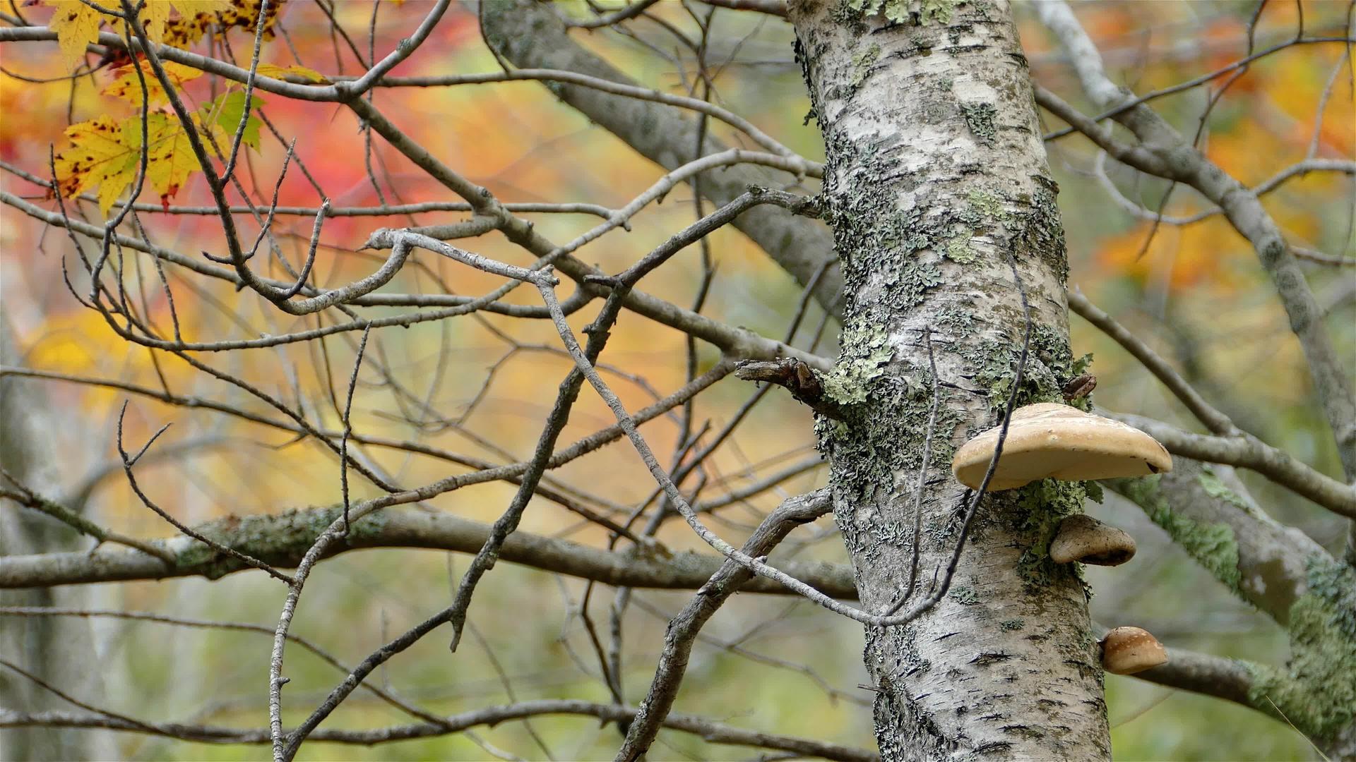 树上的蘑菇底部有秋色视频的预览图
