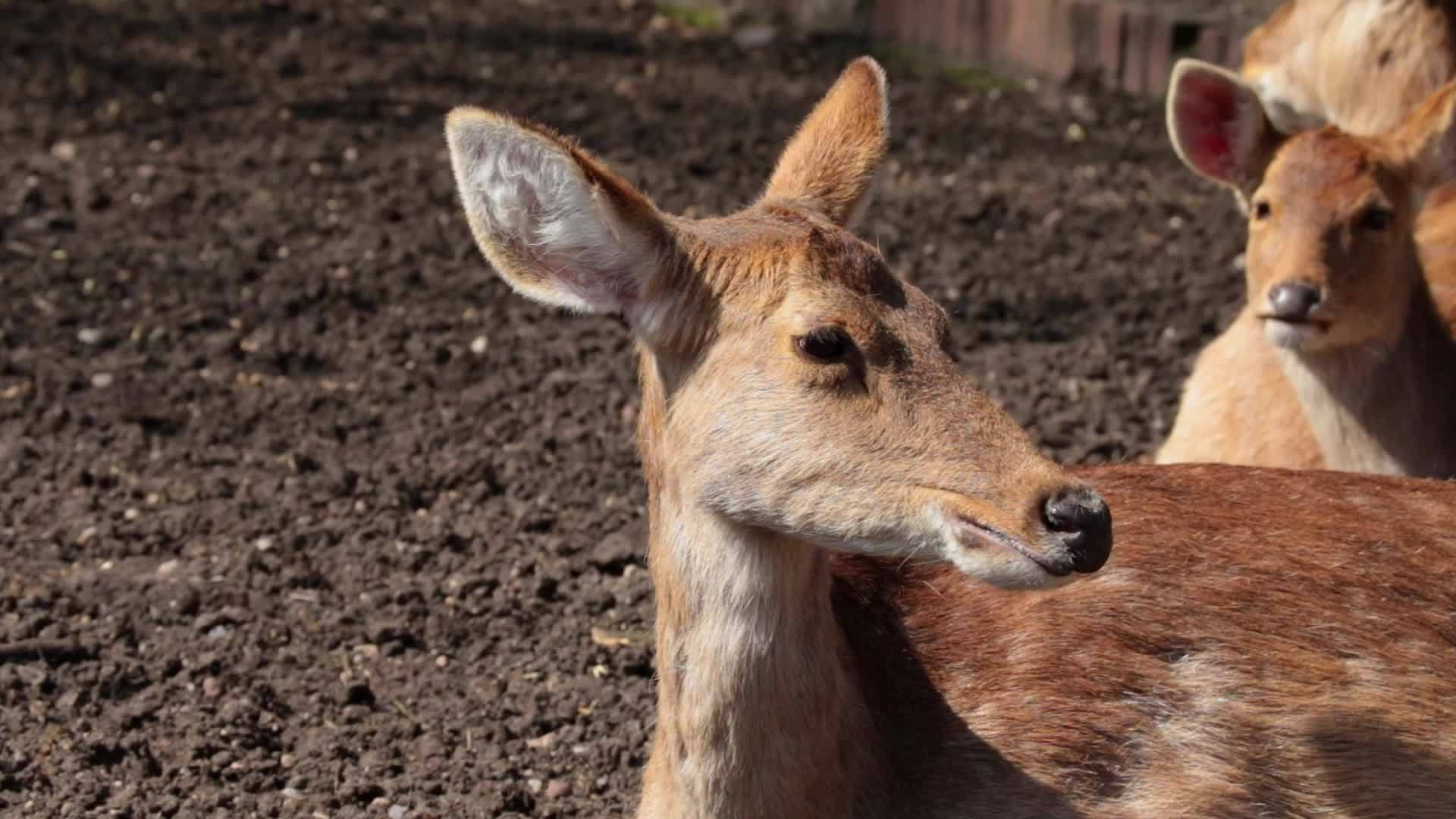 滑稽的鹿躺在地上晒太阳视频的预览图