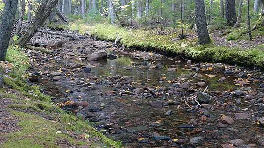秋天有清水的小河视频的预览图