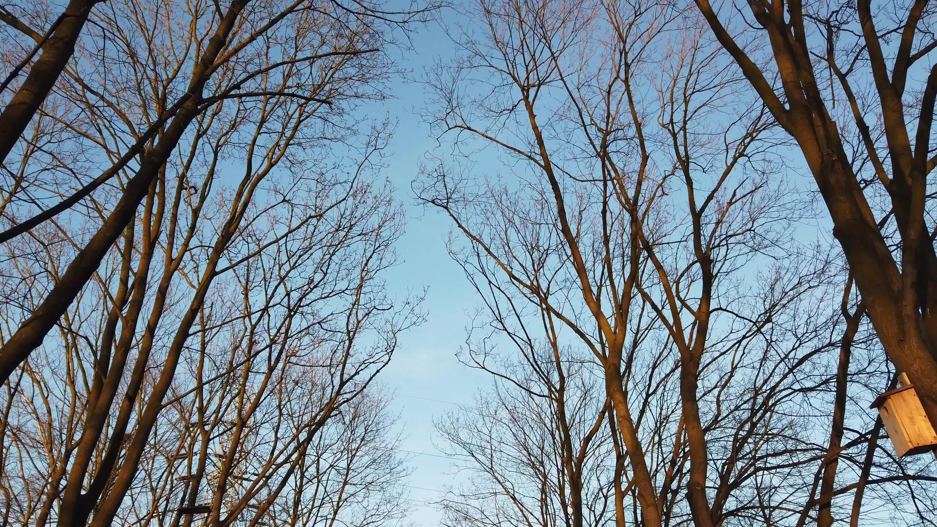 一棵没有叶子的树面对着蓝天和秋天的老树视频的预览图