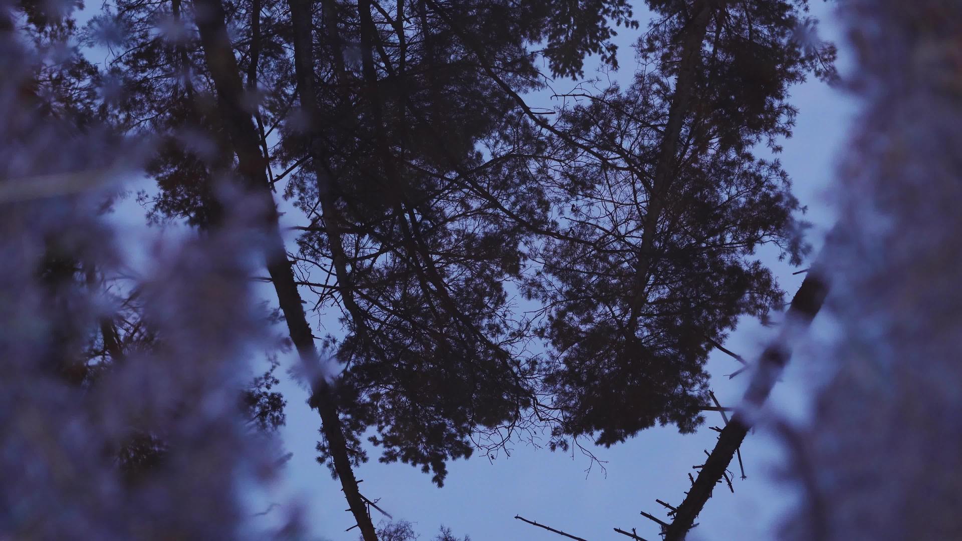 水坑里的松林视频的预览图