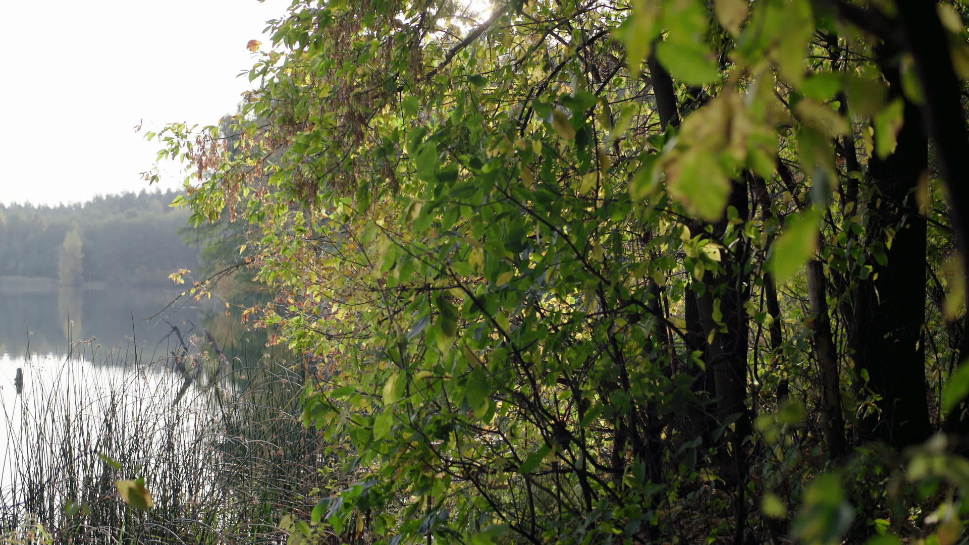 秋天的森林在湖边视频的预览图