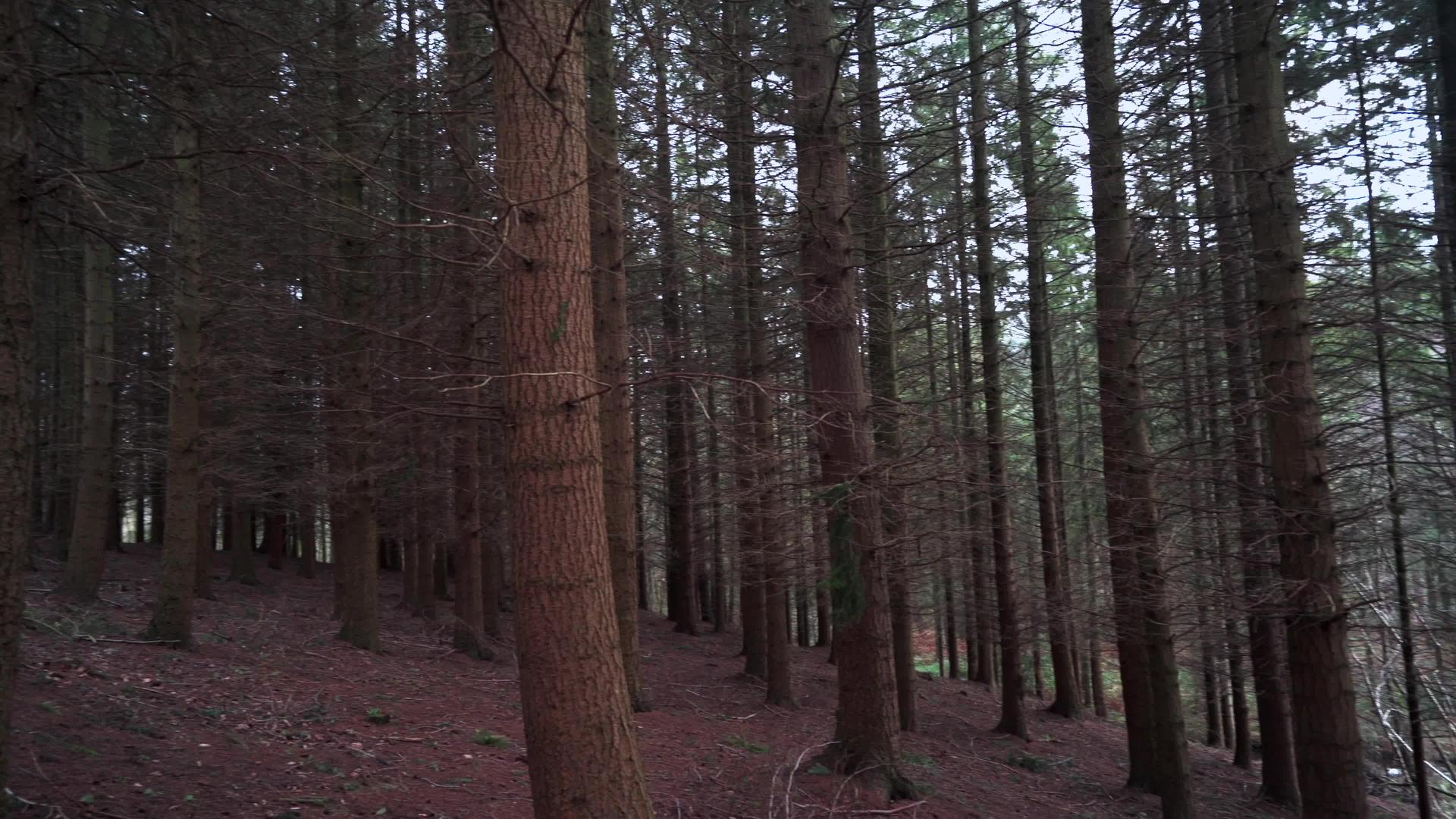 密集的秋天森林向右延伸视频的预览图