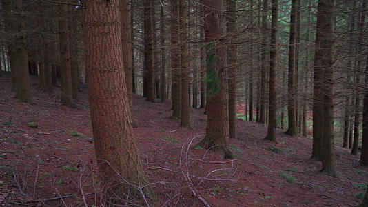 密集的秋天森林向右延伸视频的预览图