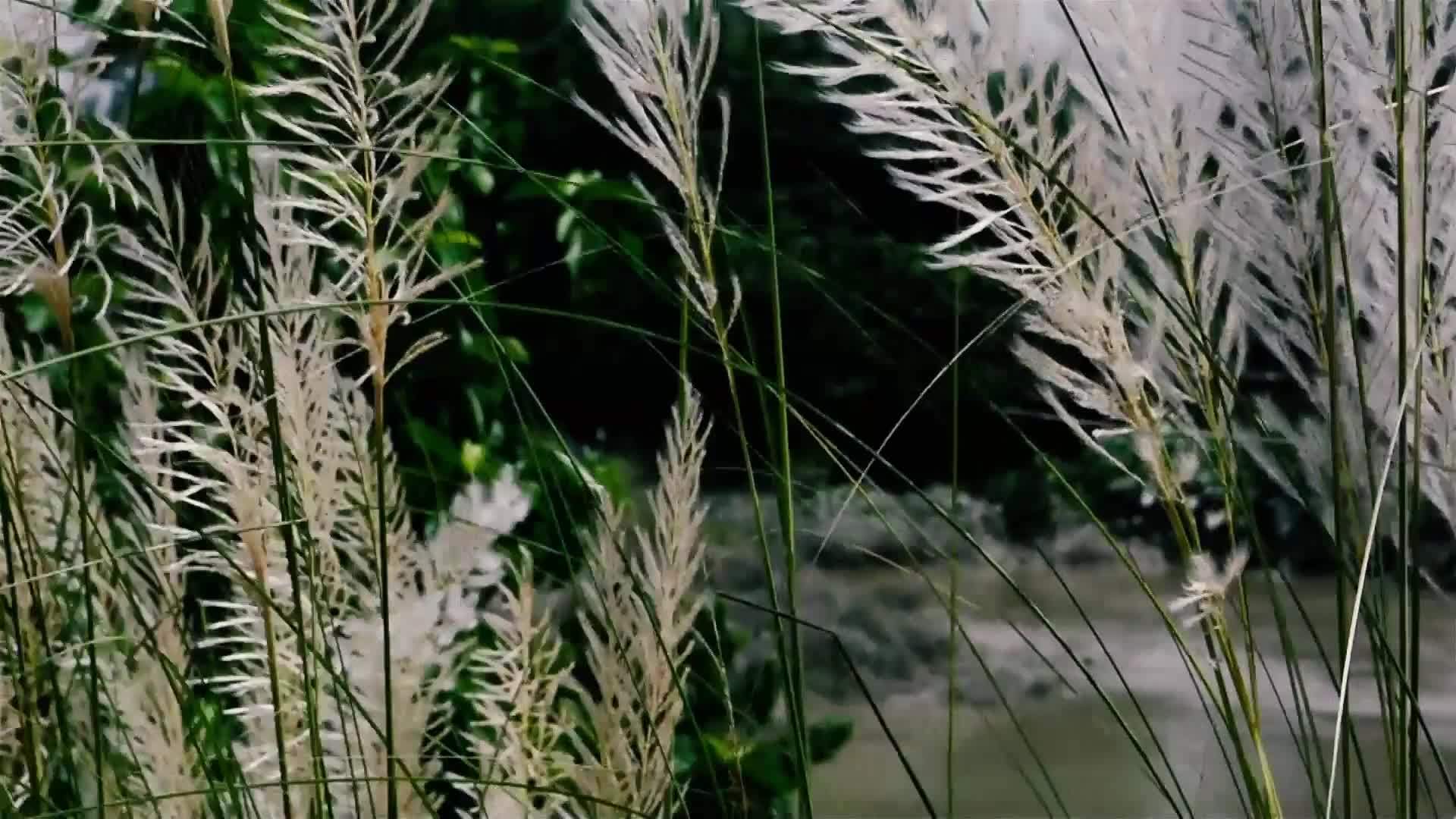 美丽的白色Kanskash草花植物Saccharum视频的预览图