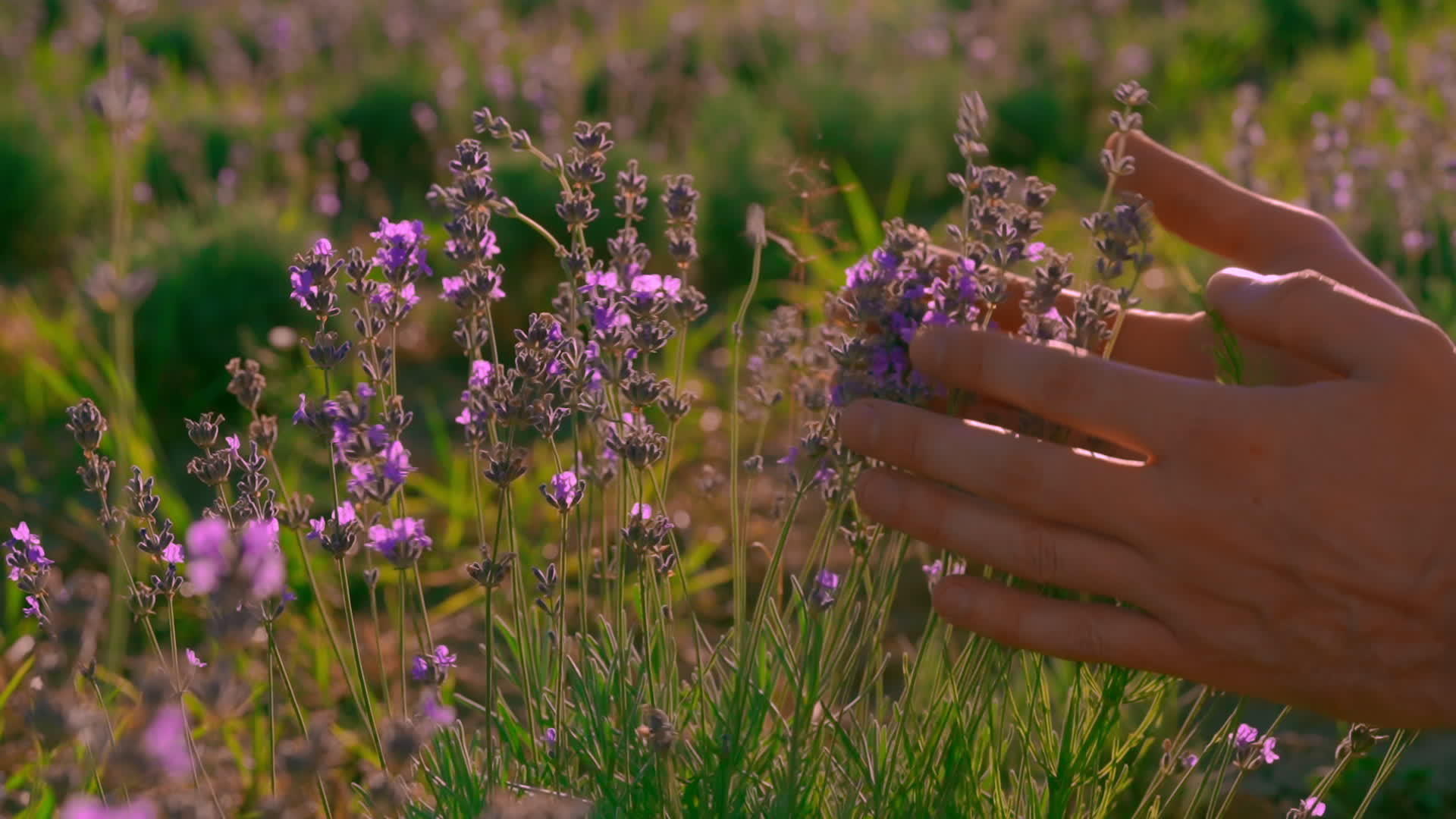 男性接触紫色花朵的特写视频的预览图