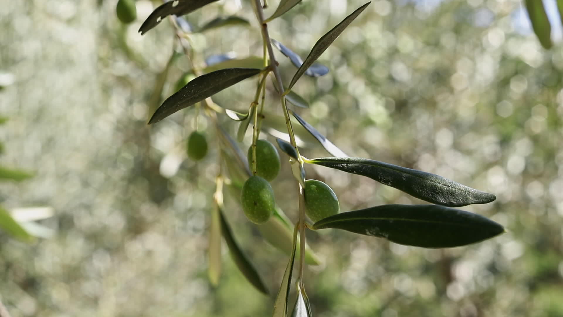 橄榄树缝合视频的预览图