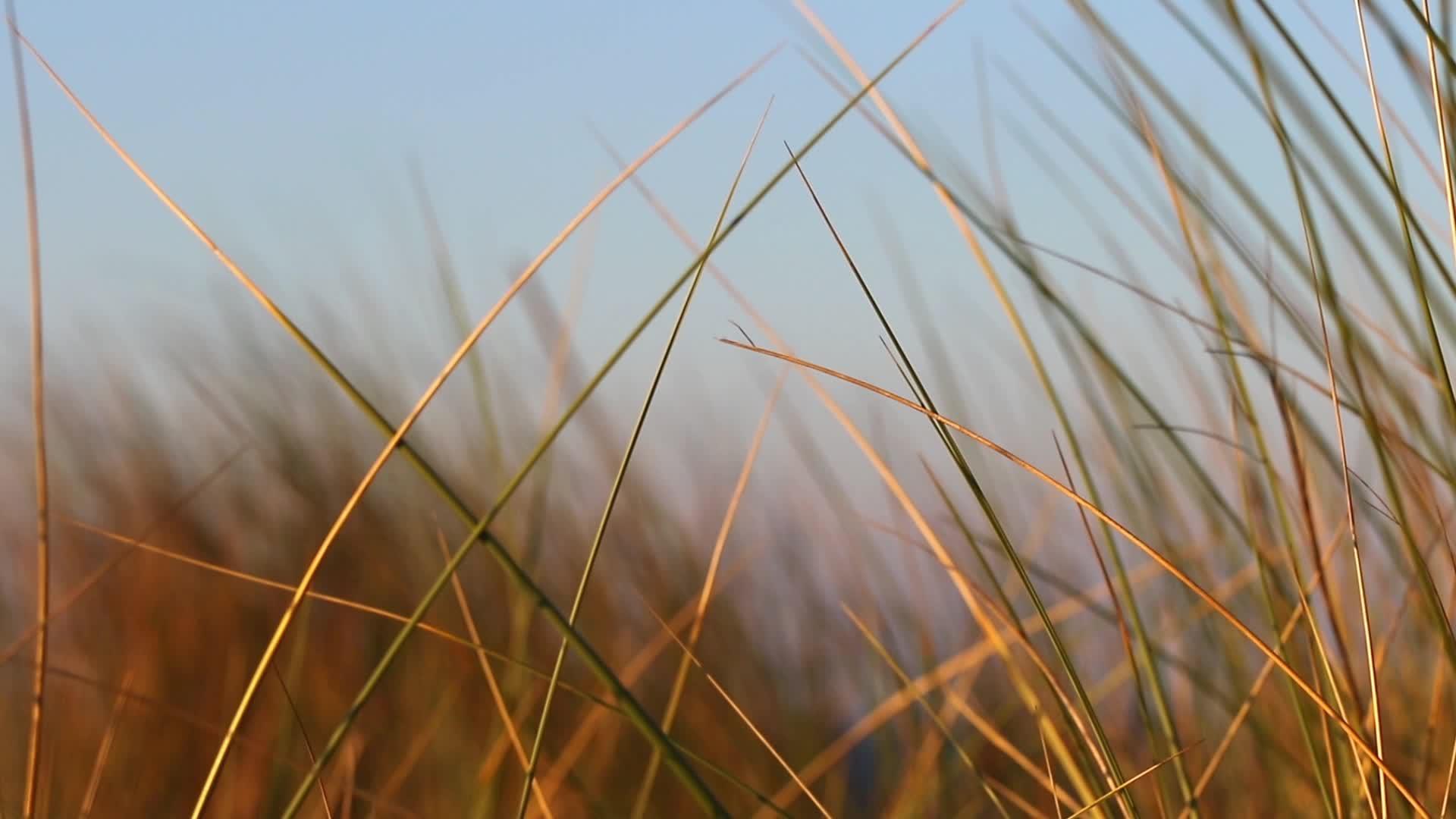 草在风中移动在金光中移动视频的预览图