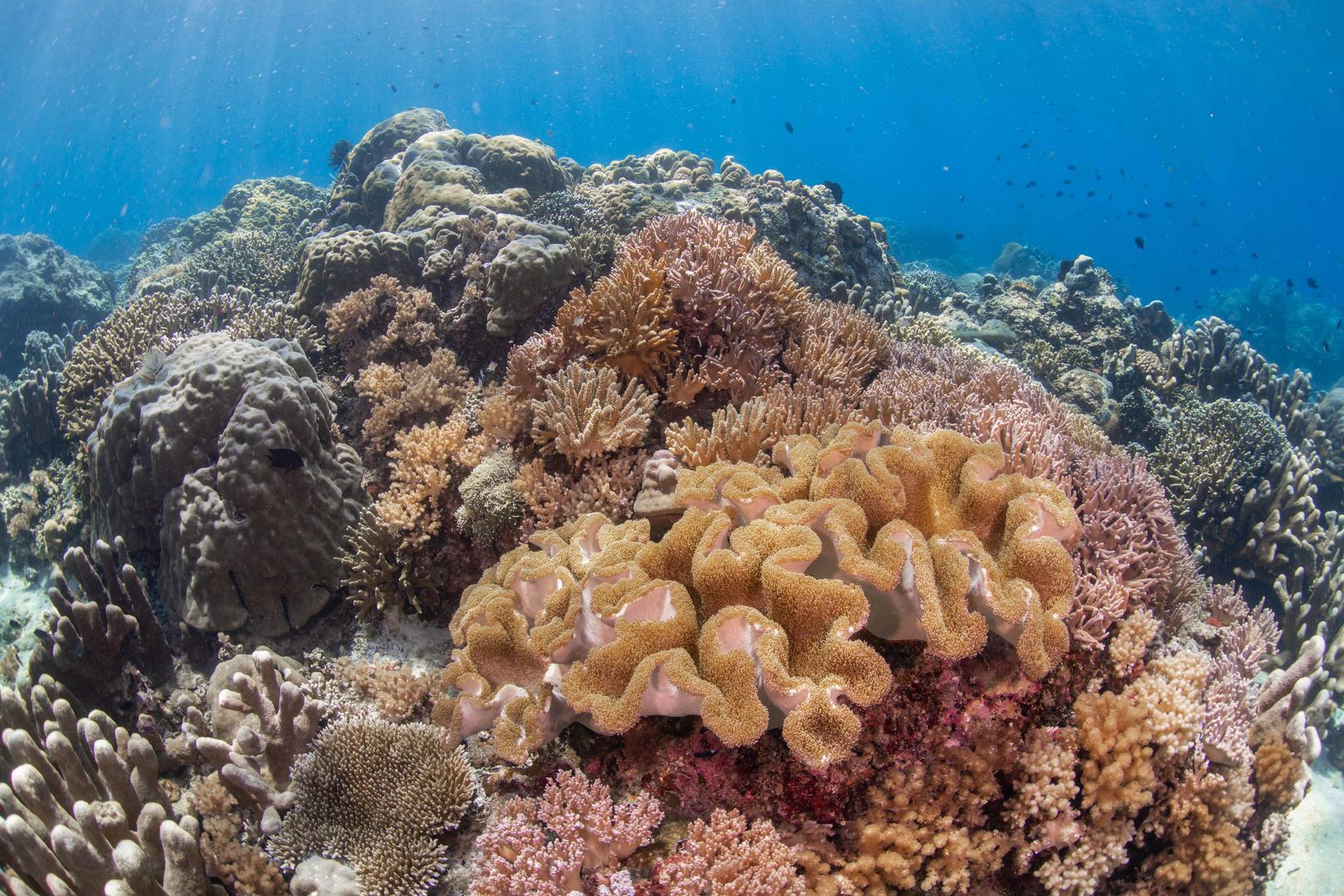 海底缤纷珊瑚礁视频的预览图