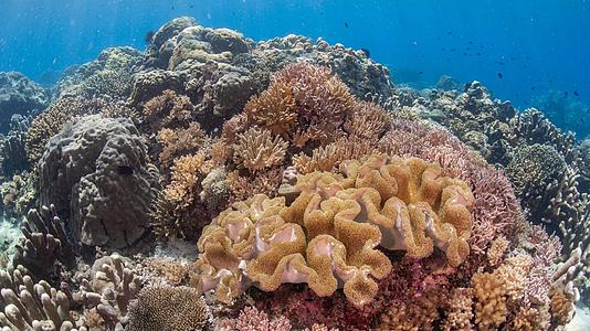 海底缤纷珊瑚礁 视频的预览图