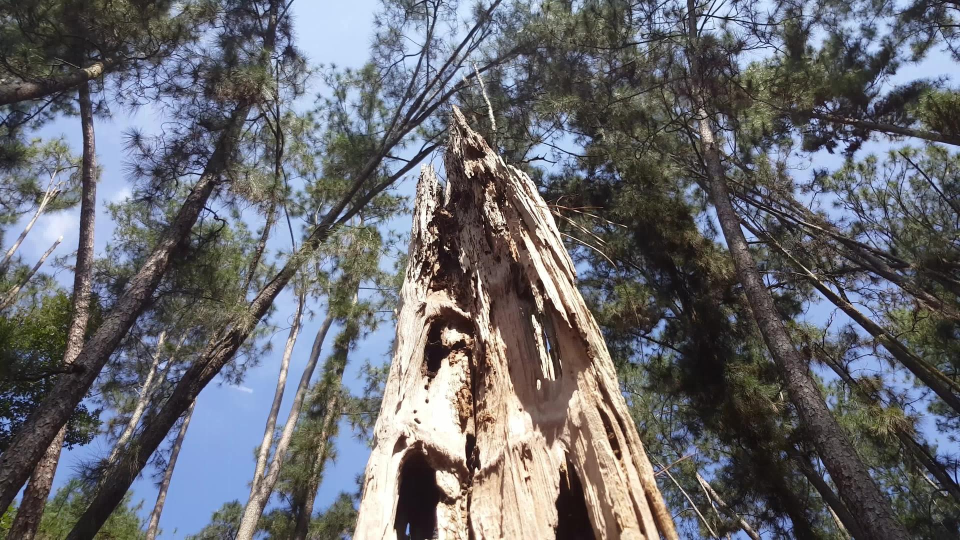 森林里的死树视频的预览图