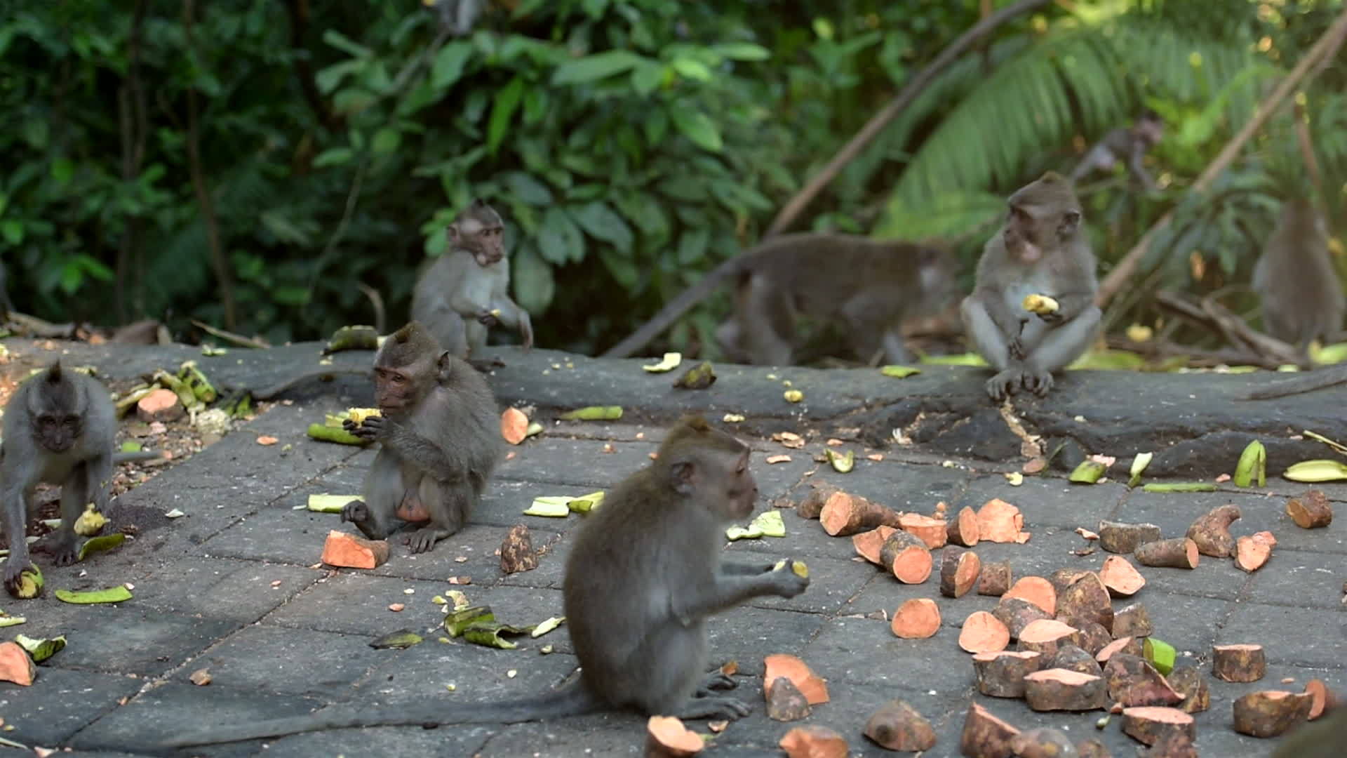 许多猴子来公园吃早餐视频的预览图