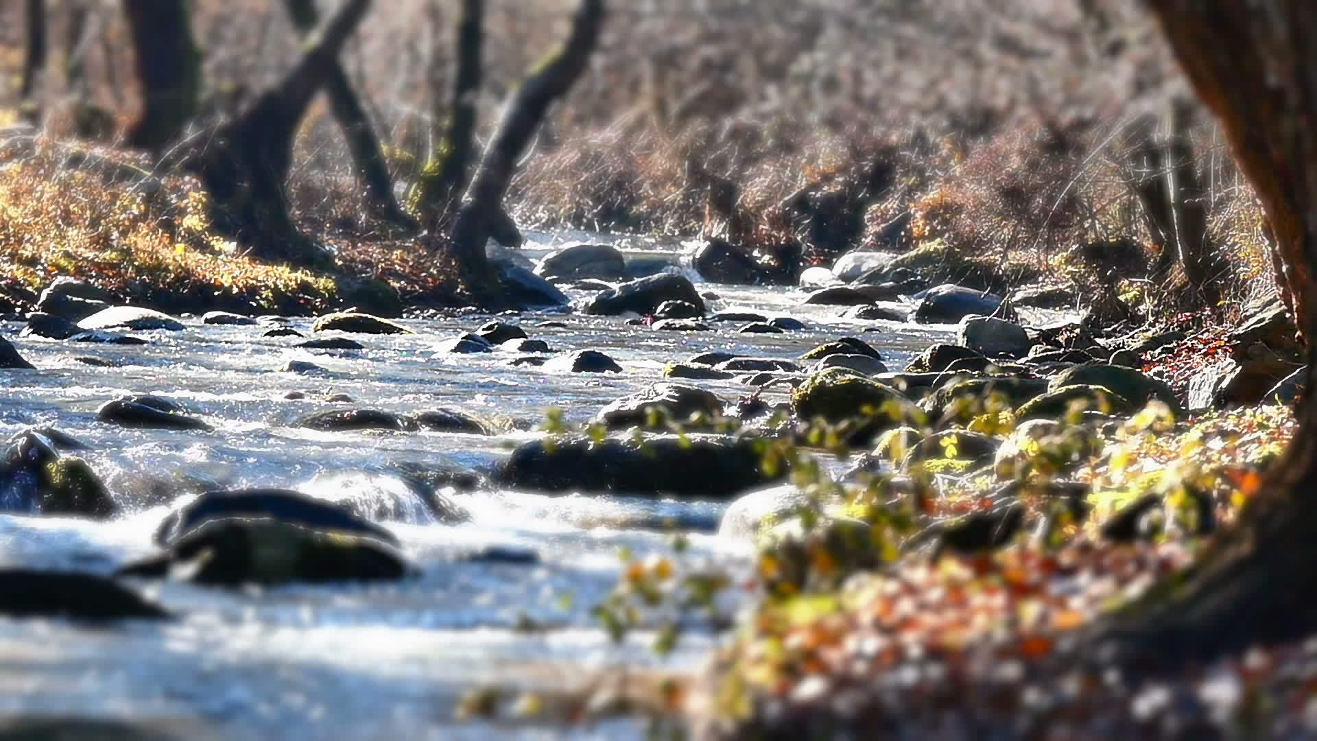 秋秋河流岩石树视频的预览图