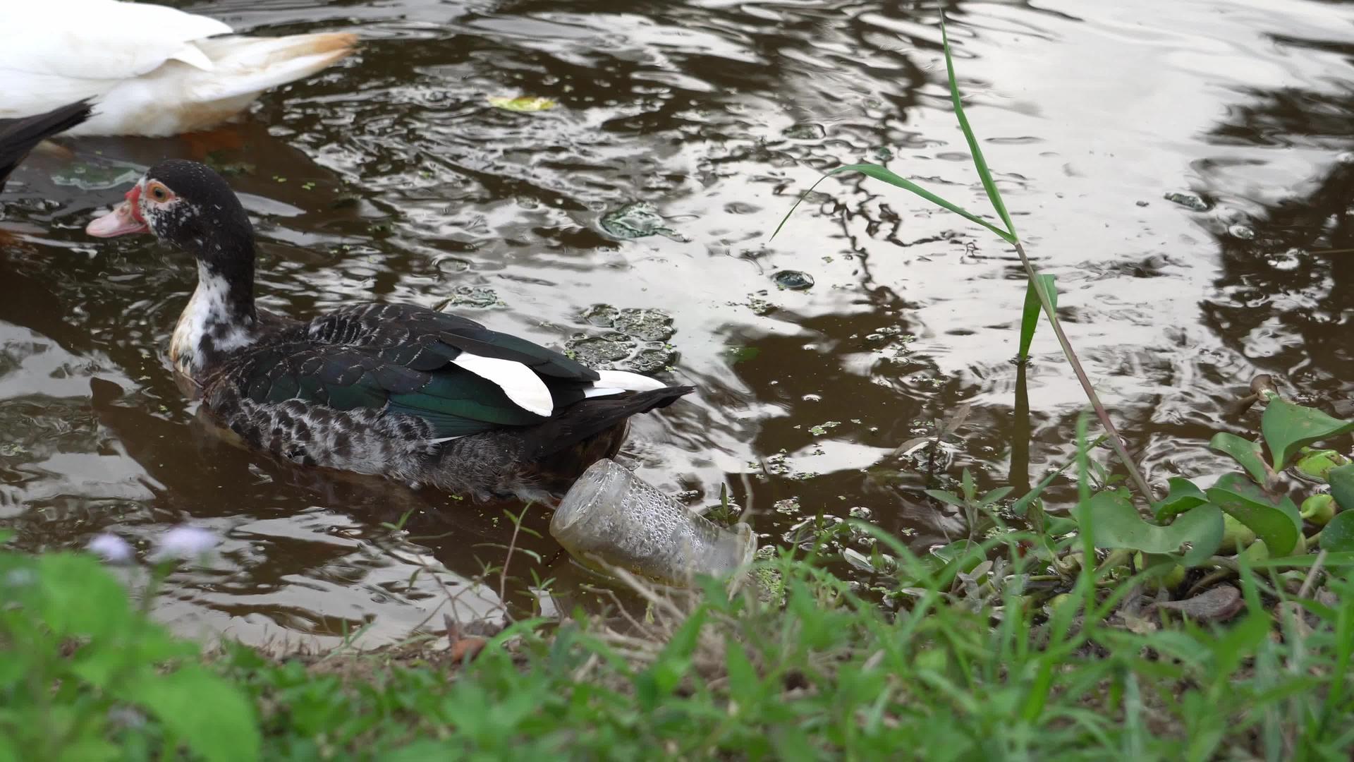 鸭子在河里游泳满是塑料视频的预览图