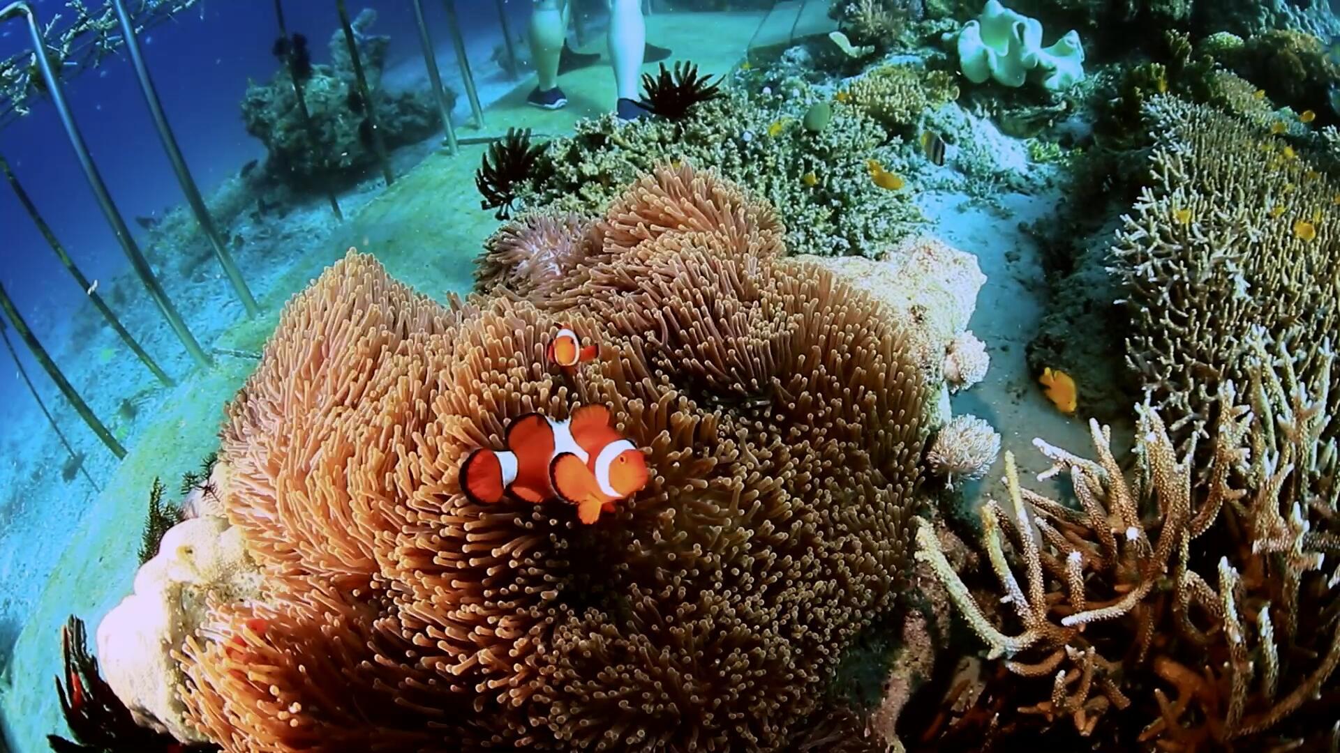 海底世界4K浮潜拍摄视频的预览图