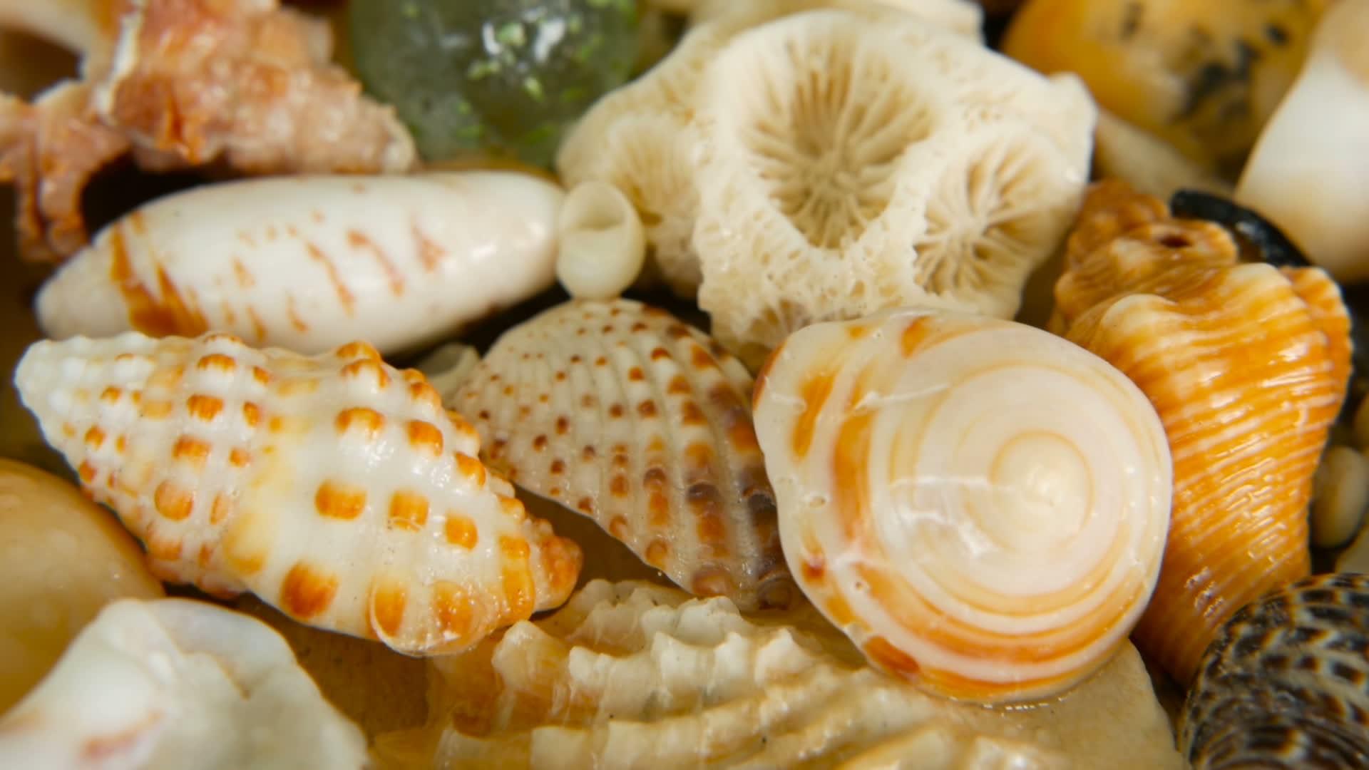 各种珊瑚海洋软体动物和扇贝有不同种类的彩色动物视频的预览图