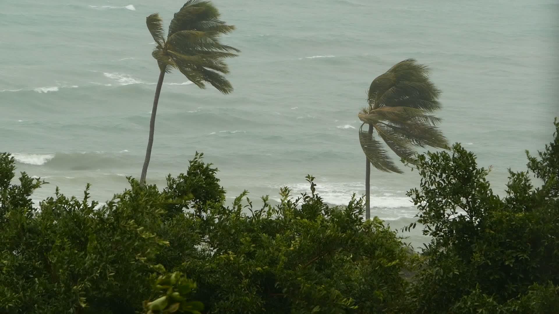 飓风期间的自然灾害强烈的海边风景旋风椰子棕榈树视频的预览图