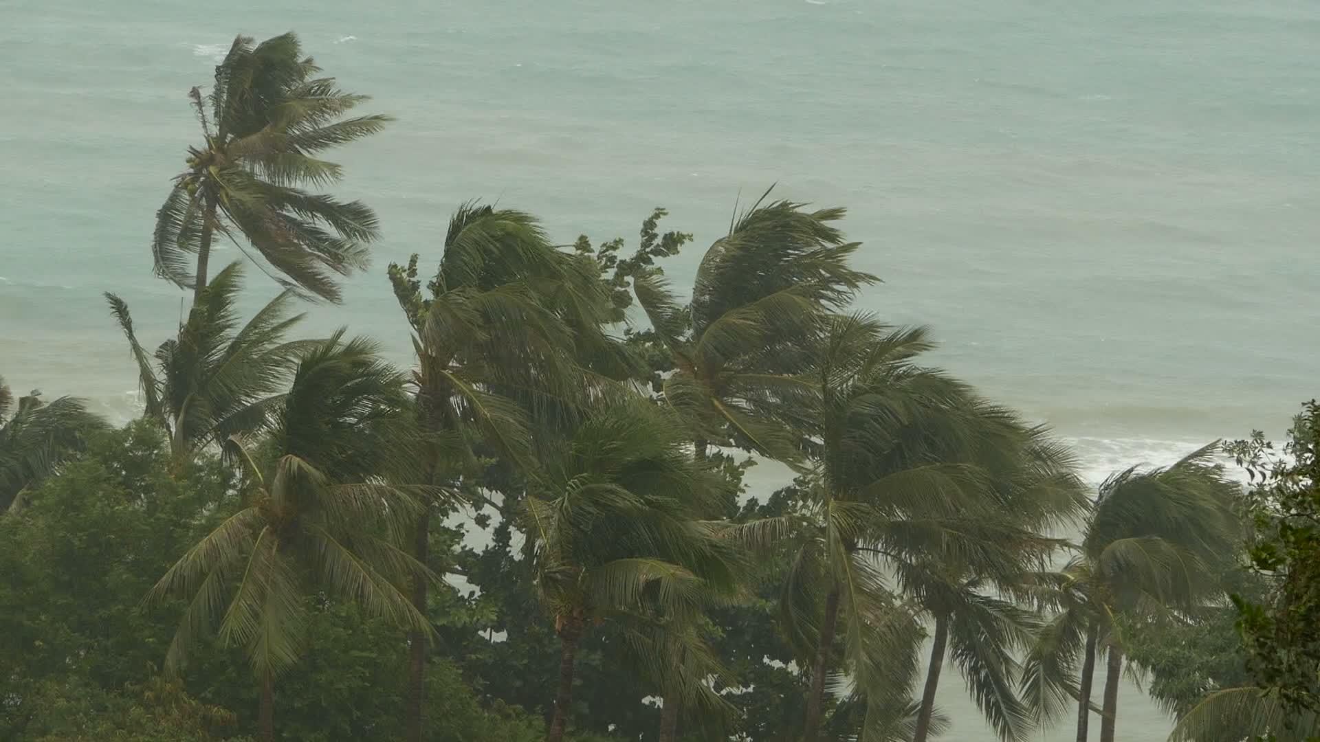 飓风期间的自然灾害强烈的海边风景旋风椰子棕榈树视频的预览图