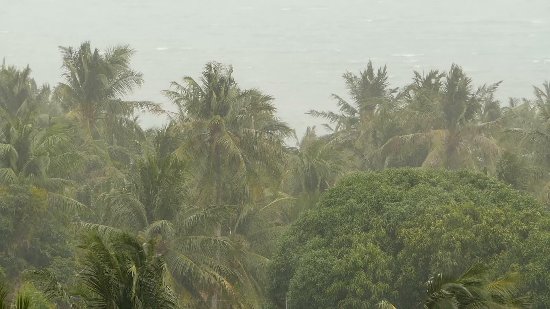 飓风期间的自然灾害强烈的海边风景旋风椰子棕榈树视频的预览图