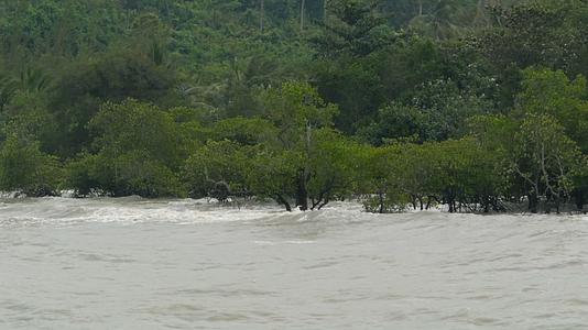 波浪在洪水泛滥的森林中滚动视频的预览图