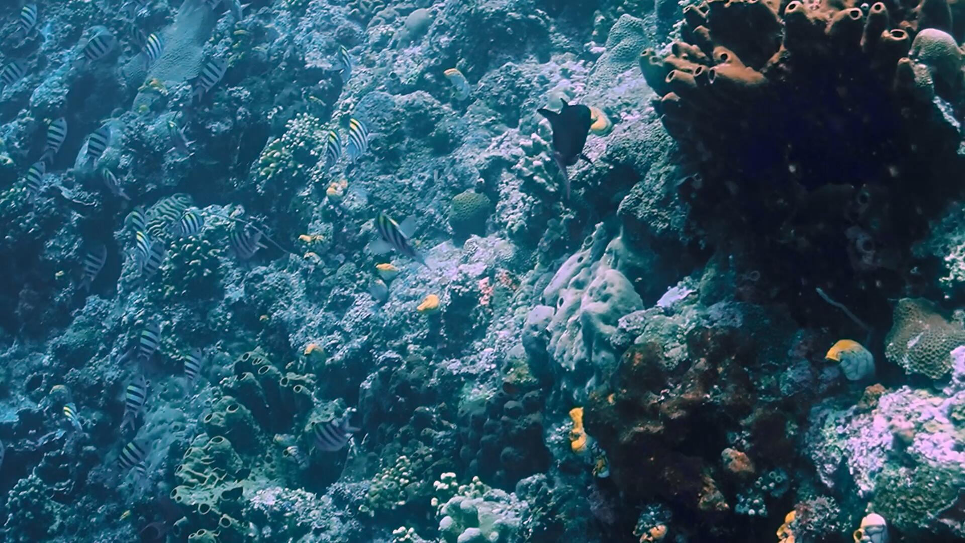 海底珊瑚礁4k实拍视频的预览图