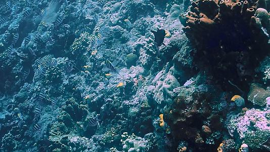 海底珊瑚礁4k实拍视频的预览图