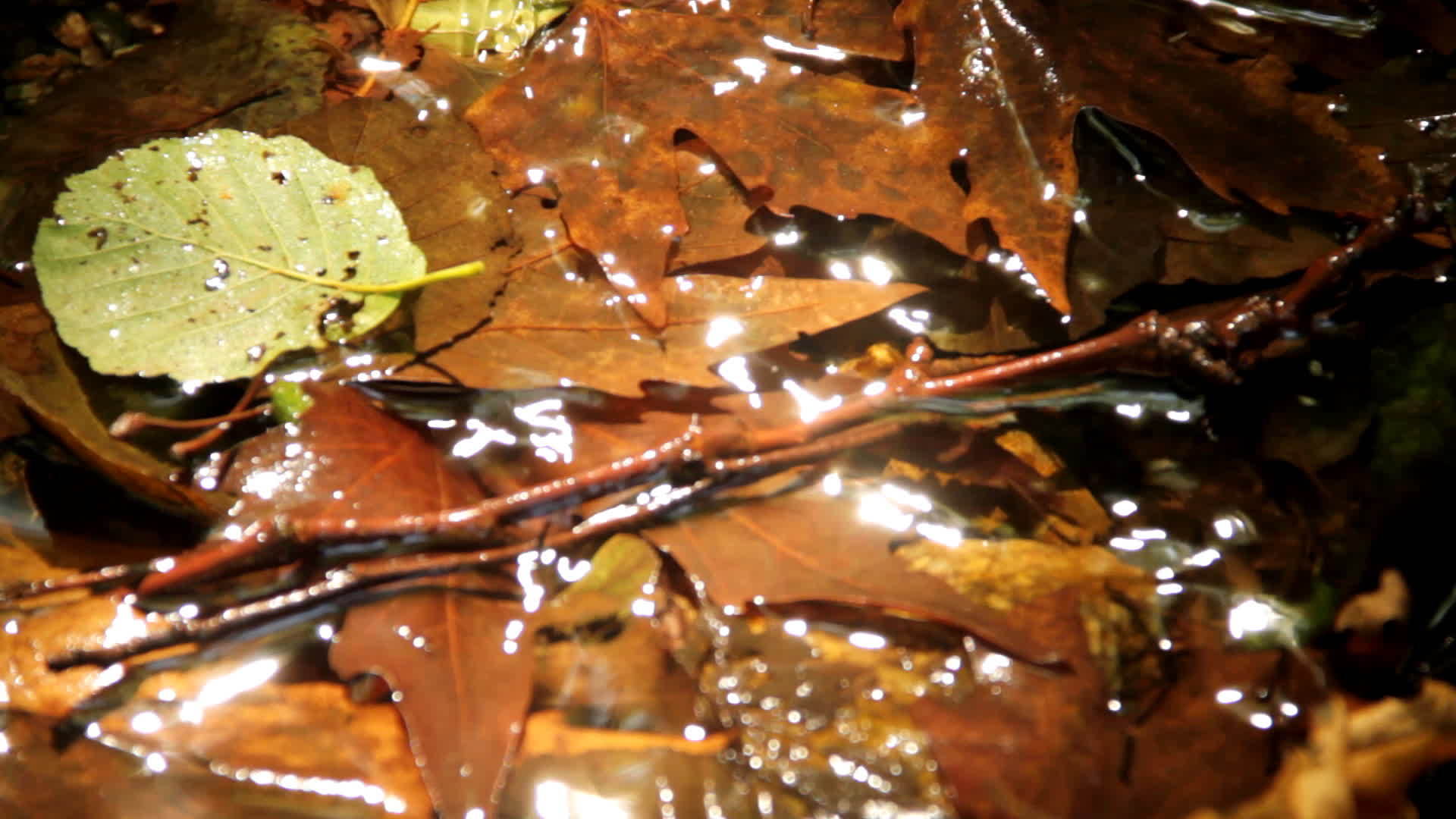 森林中的天然水视频的预览图