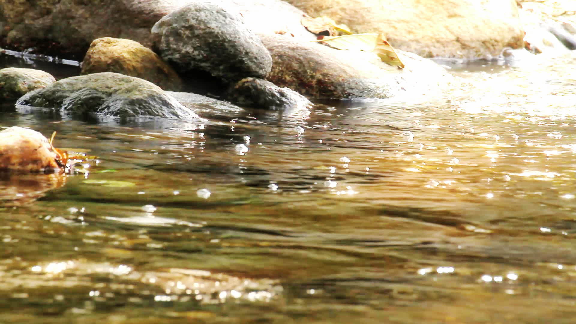 纯淡水流入森林视频的预览图