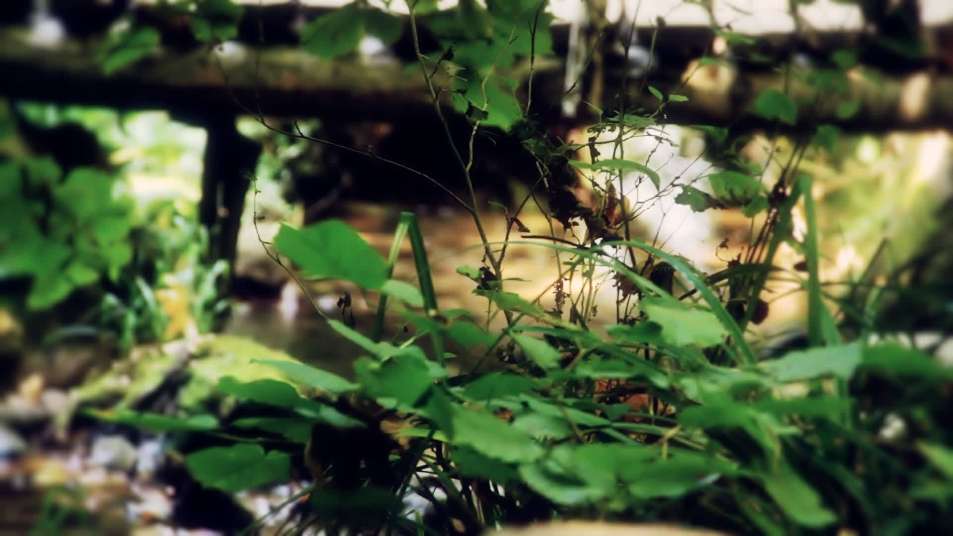 森林中的天然水视频的预览图