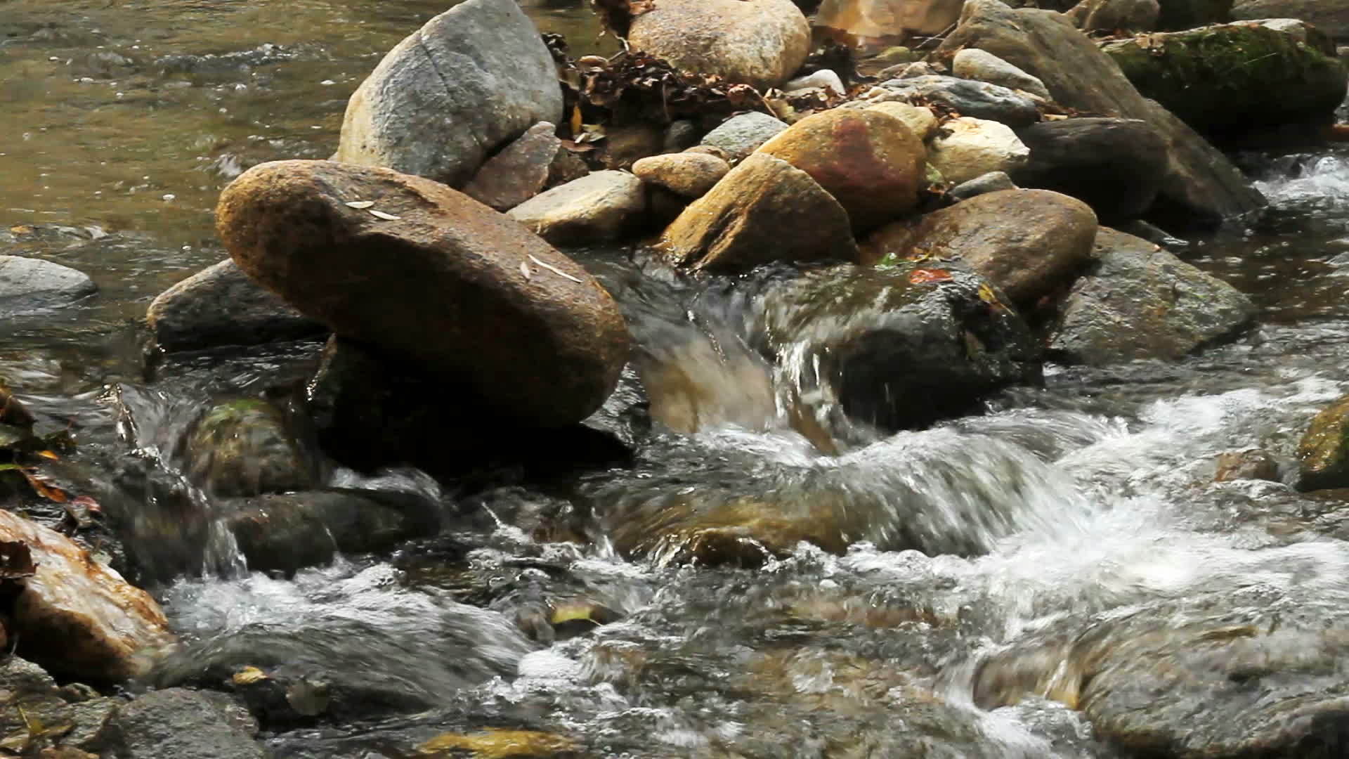 纯淡水流入森林视频的预览图