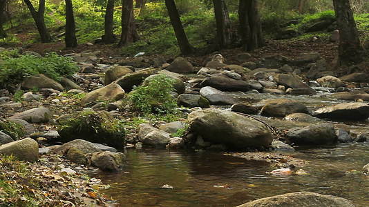 天然林小溪河视频的预览图