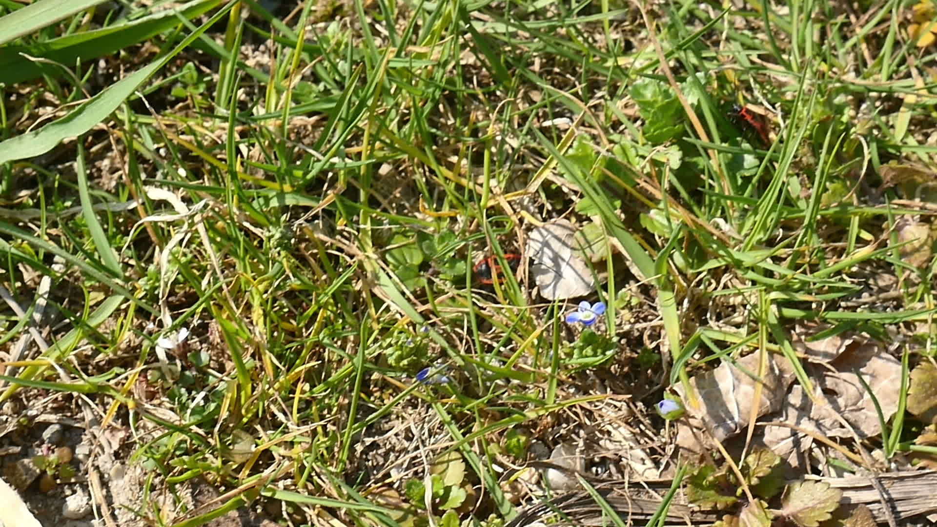 两只虫子在草地上慢慢地移动视频的预览图
