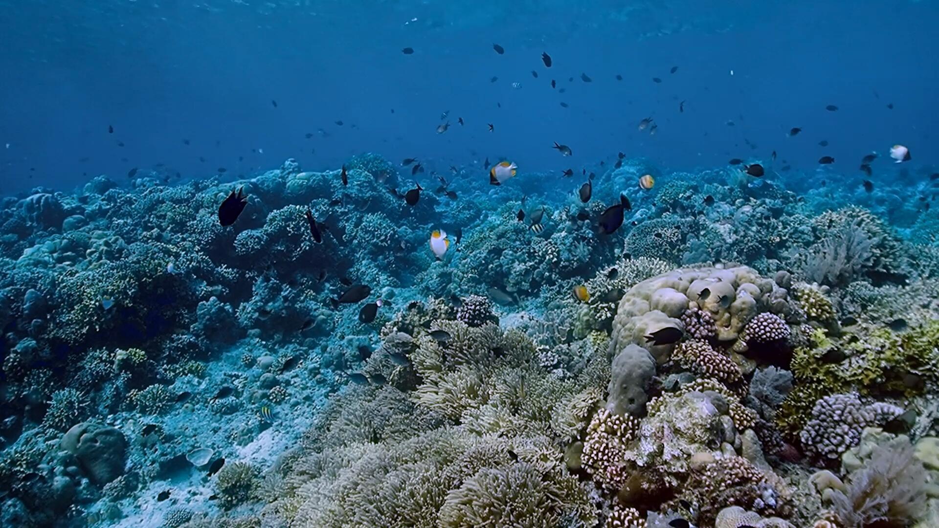 4K潜水实拍海底珊瑚礁视频的预览图