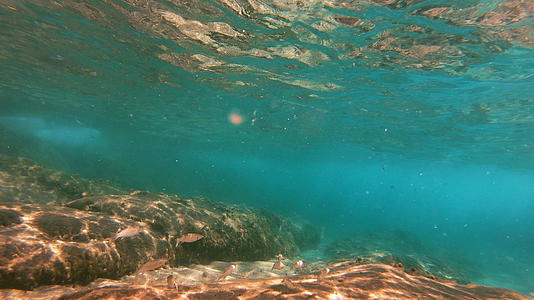 潜水水下鱼视频的预览图