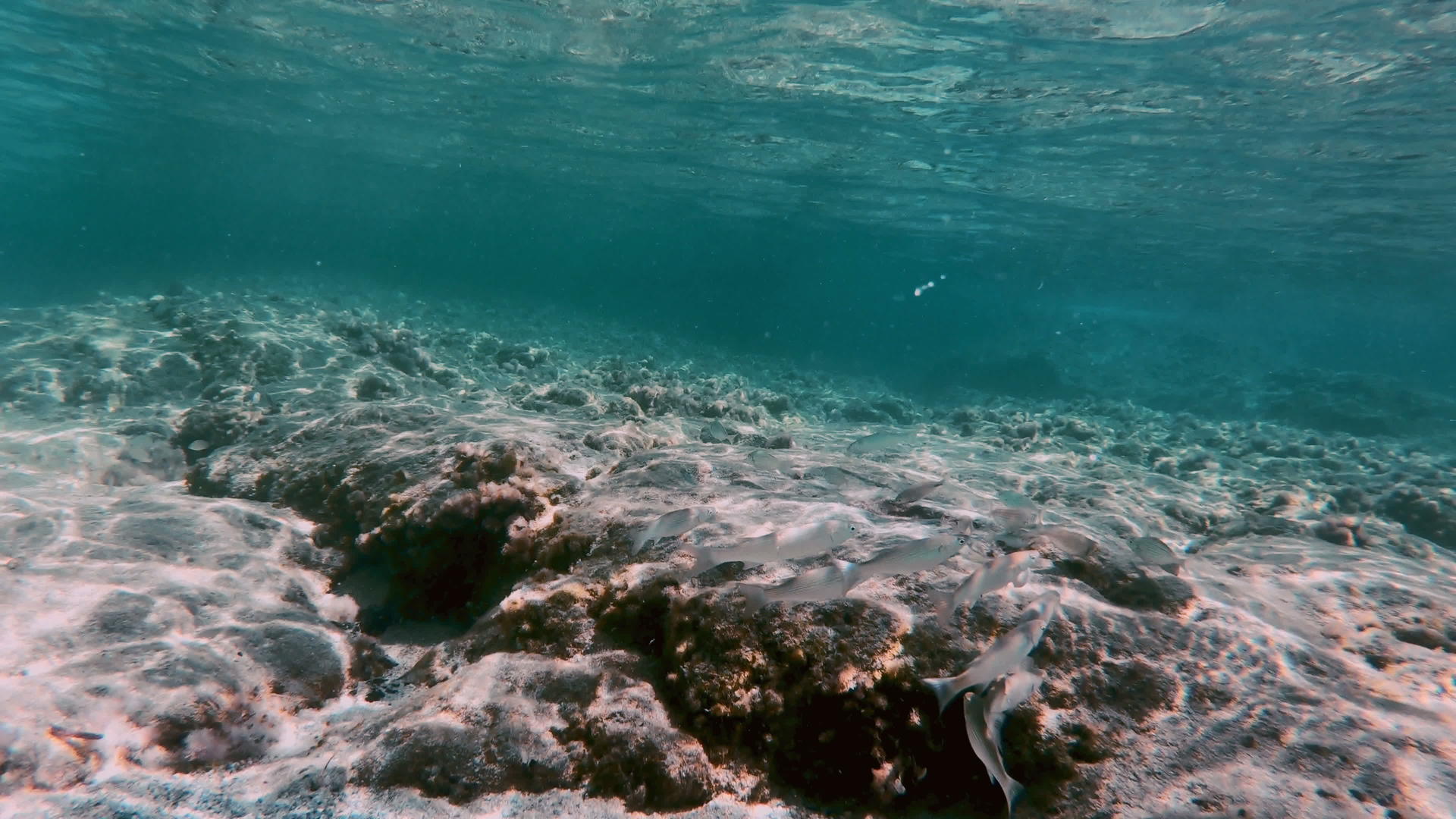 潜水水下鱼视频的预览图
